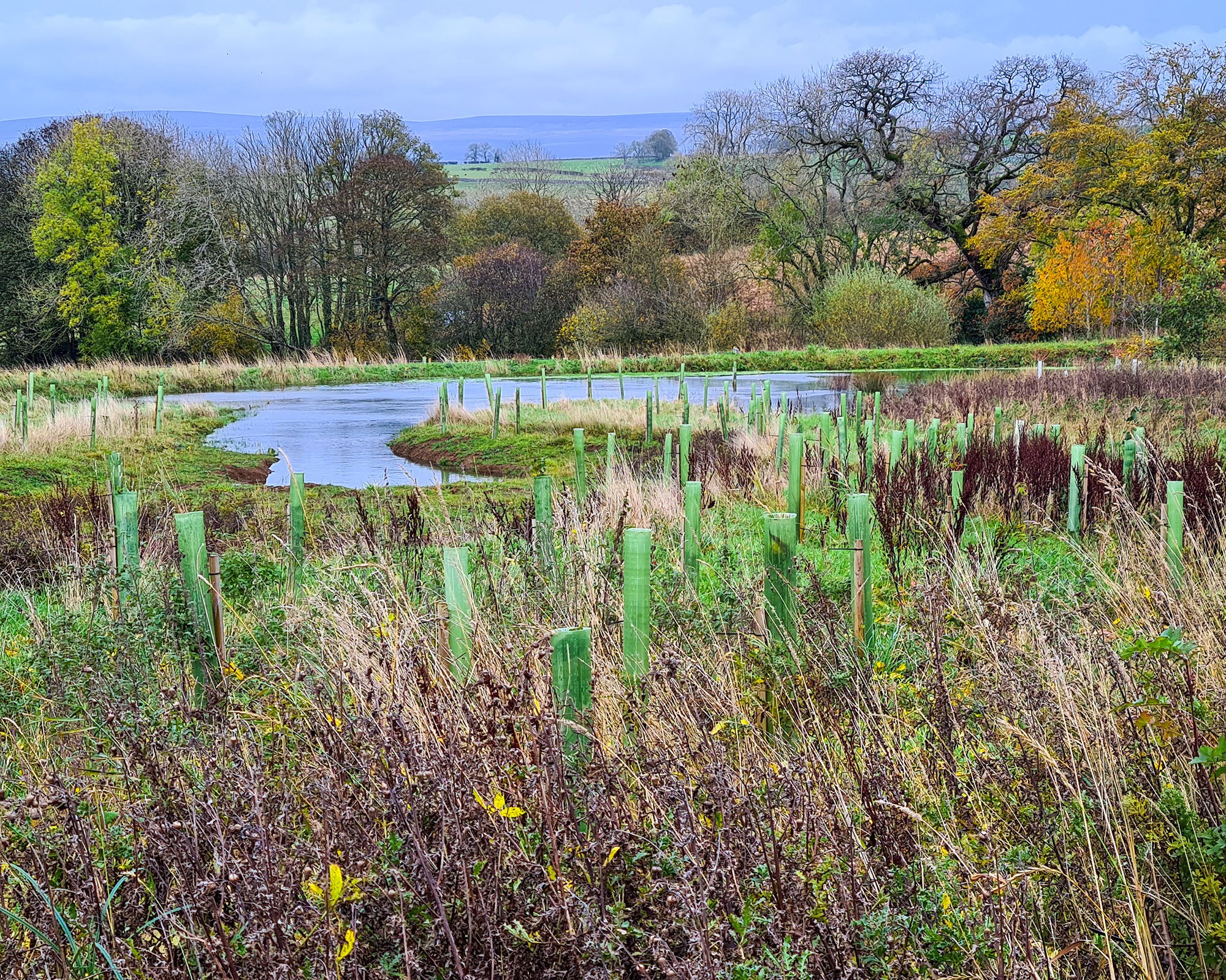 Wetland (small lake) surrounded by lots of tree saplings in green tree tubes.