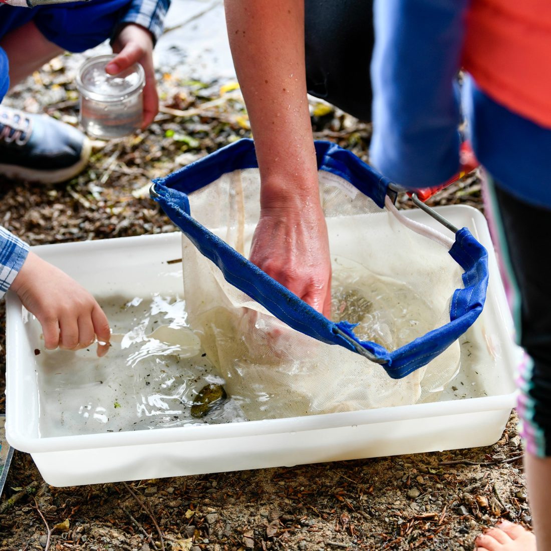 A net containing aquatic fauna is being emptied into a large open plastic tray and the contents examined by a number of people gathered around the tray.