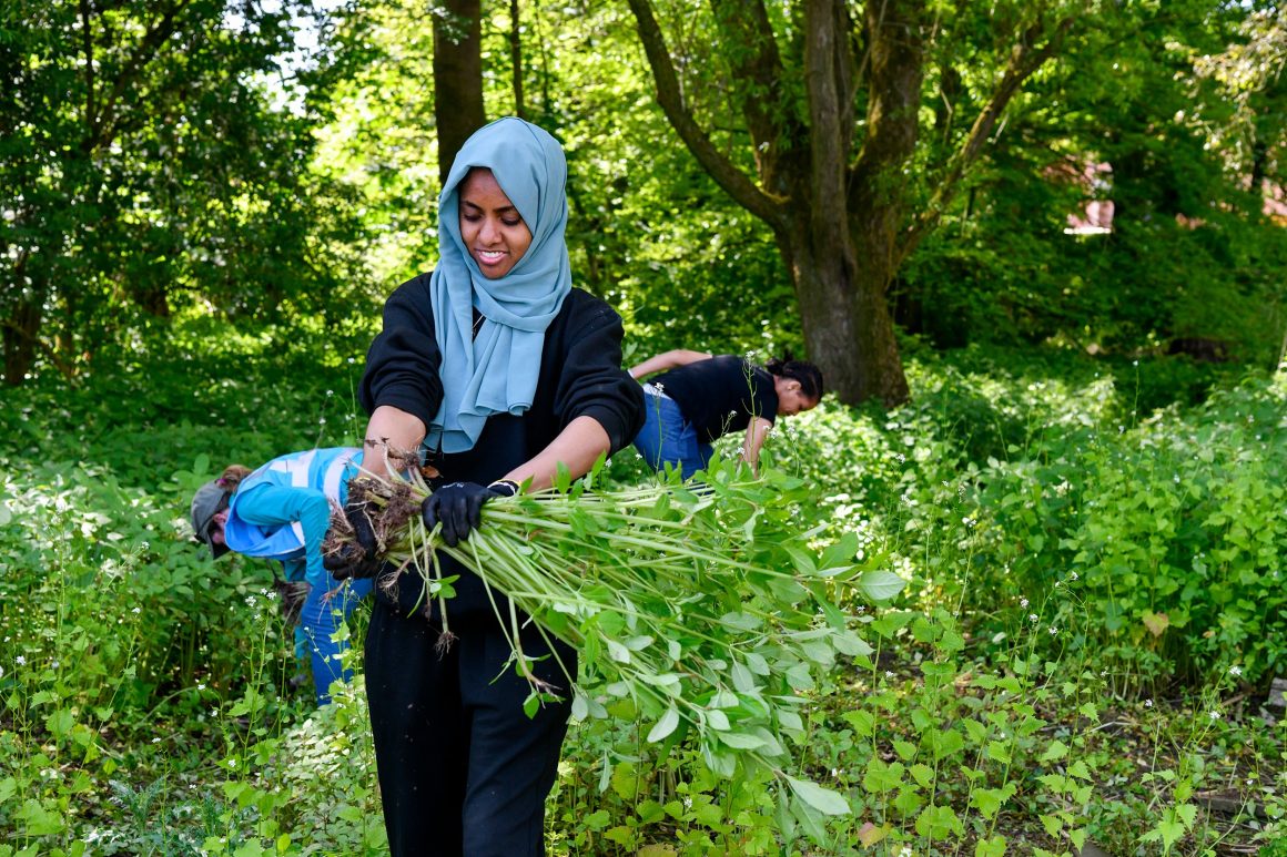 A woman dressed in black with a blue headscarf carrying an uprooted Himalayan balsam plant.
