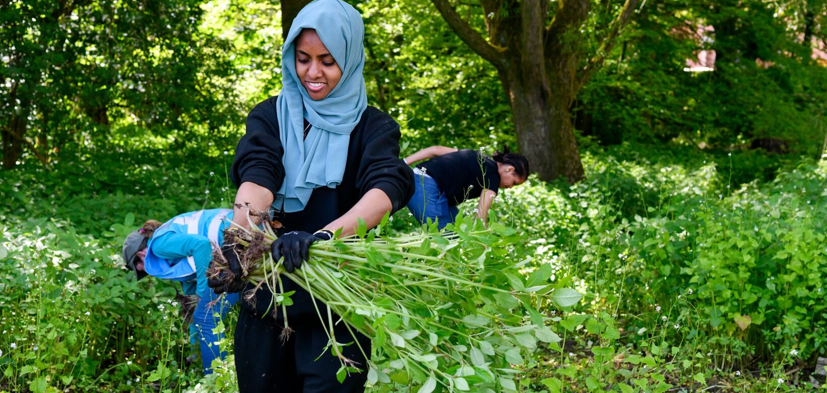 A woman dressed in black with a blue headscarf carrying an uprooted Himalayan balsam plant.