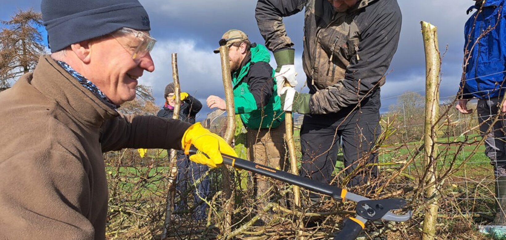 A man in safety glasses is cutting small branches off of trees bent over and intertwined to form a 'living hedge'. Other hedge layers and spectators pictured in the background.