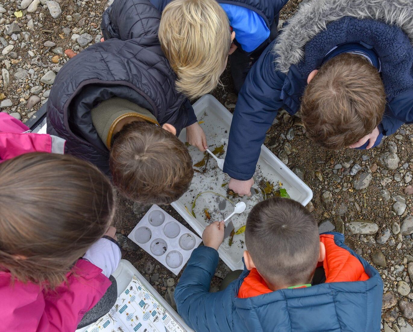Children's heads bent over a white tray filled with water. They are looking for aquatic insects. Scattered near them are dishes to place insects and an ID key
