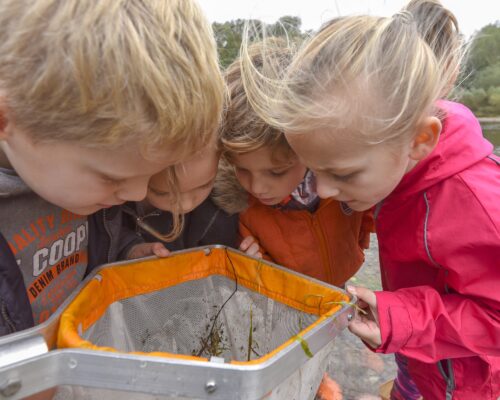 Four children peer into a fishing net containing insects from the river.
