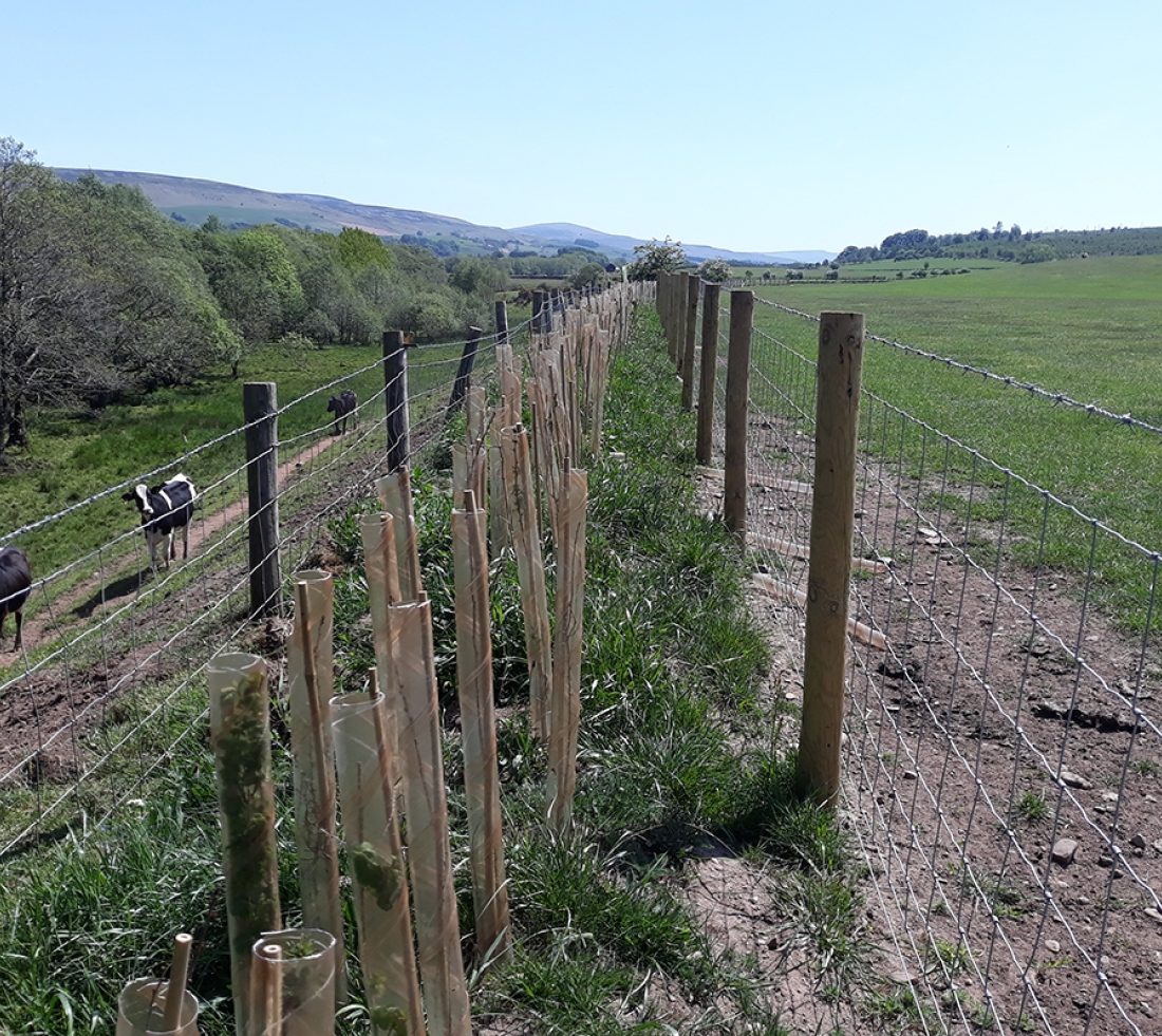 View looking down the line of a newly planted kested hedge. Young saplings with tree guards bounded on each side by metal fencing.