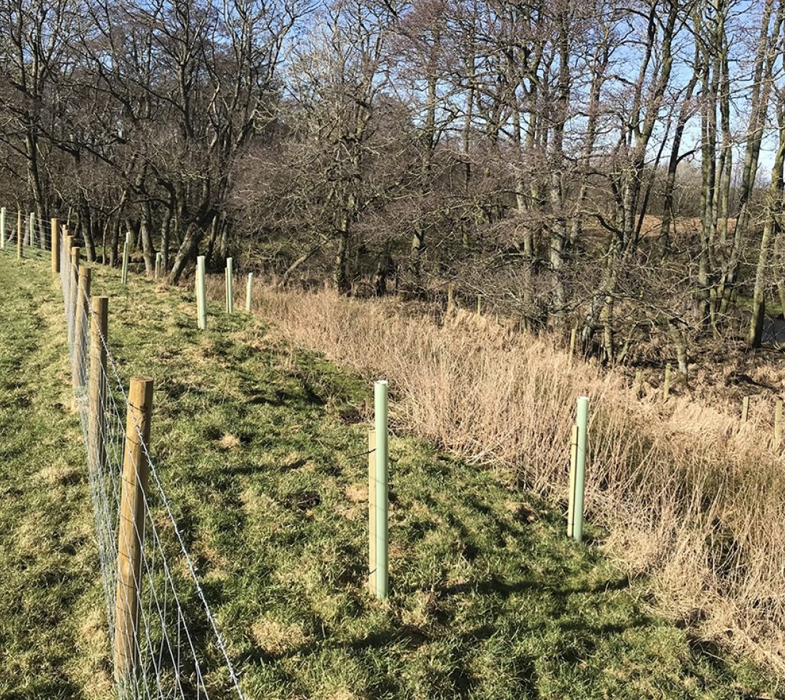 View looking along a section of riparian buffer strip. A metal fence and tree guards providing protection for a line of newly planted saplings.
