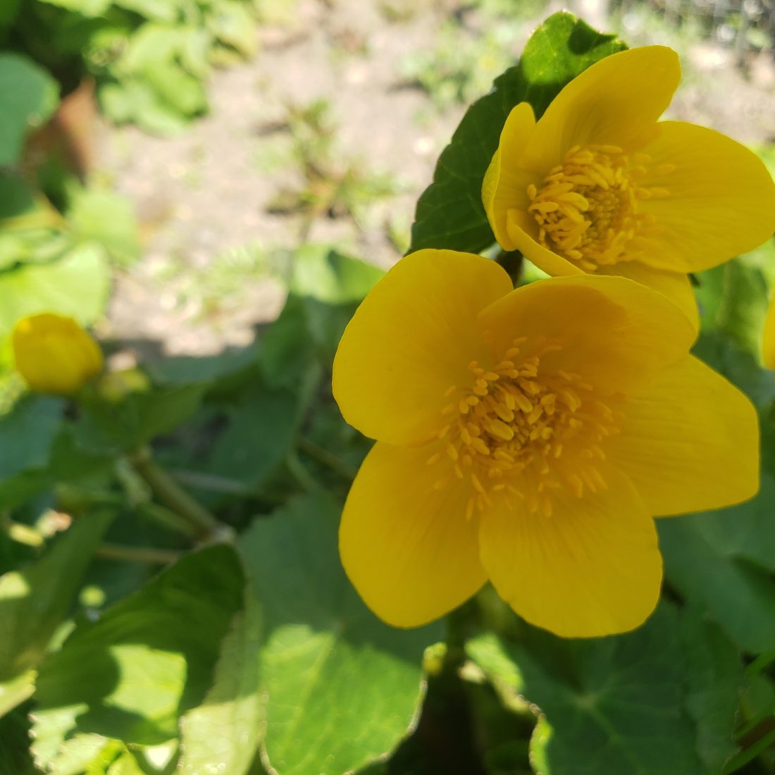 Marsh marigolds in flower