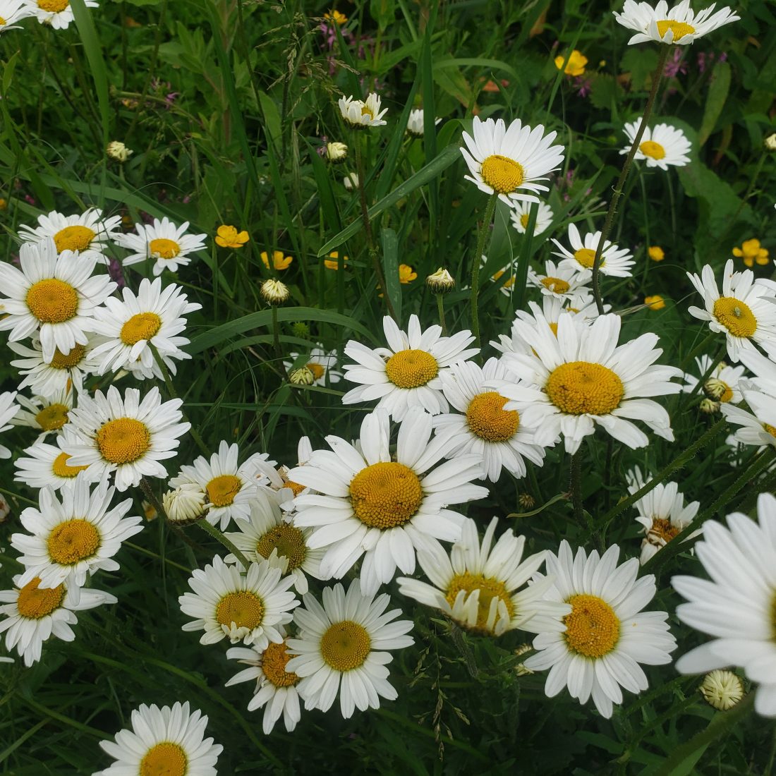 A group of oxeye daisies in flower.