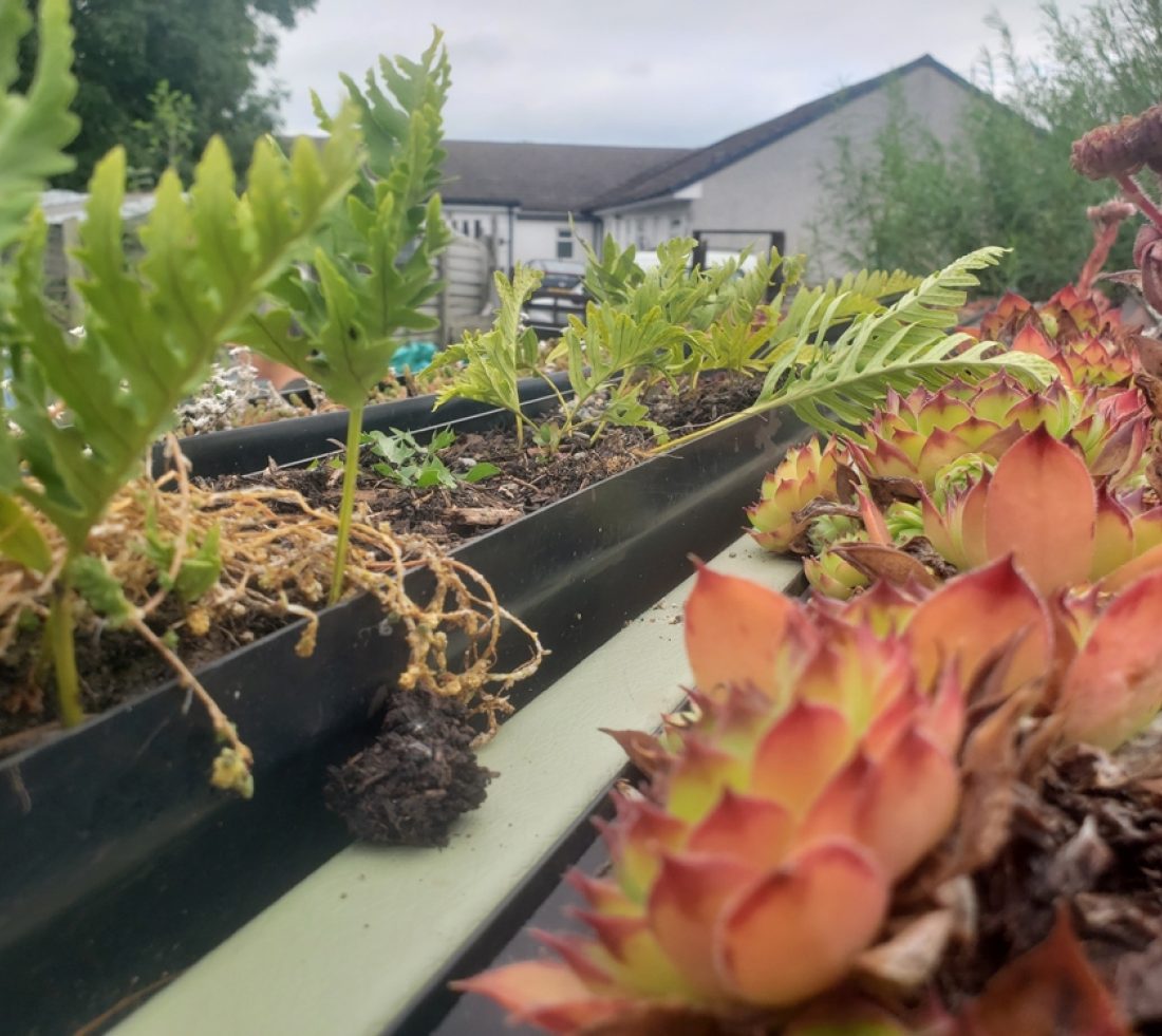 A view across the top of our 'living roof' garden featuring succulents and drought resistant plants.