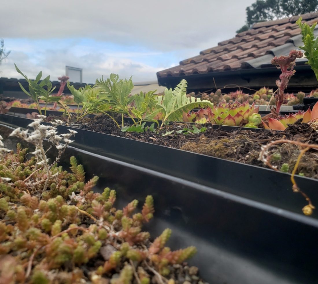 A view across the top of our 'living roof' garden featuring succulents and drought resistant plants.