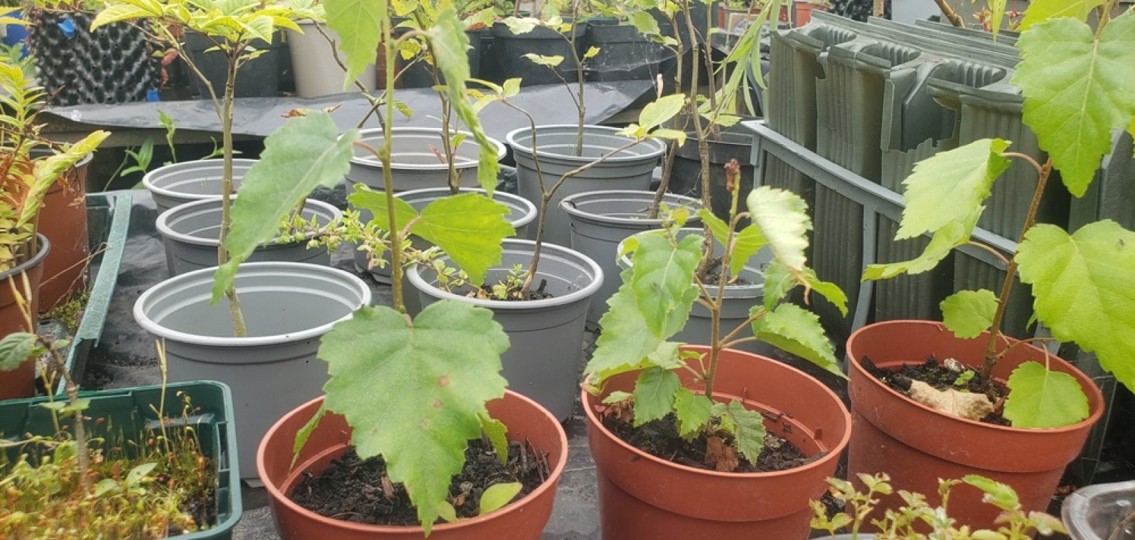 Young saplings in pots in green leaf.