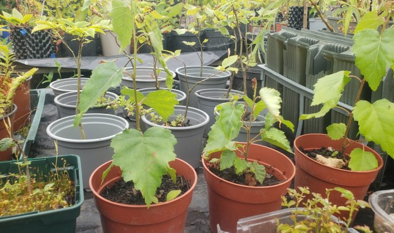 Young saplings in pots in green leaf.