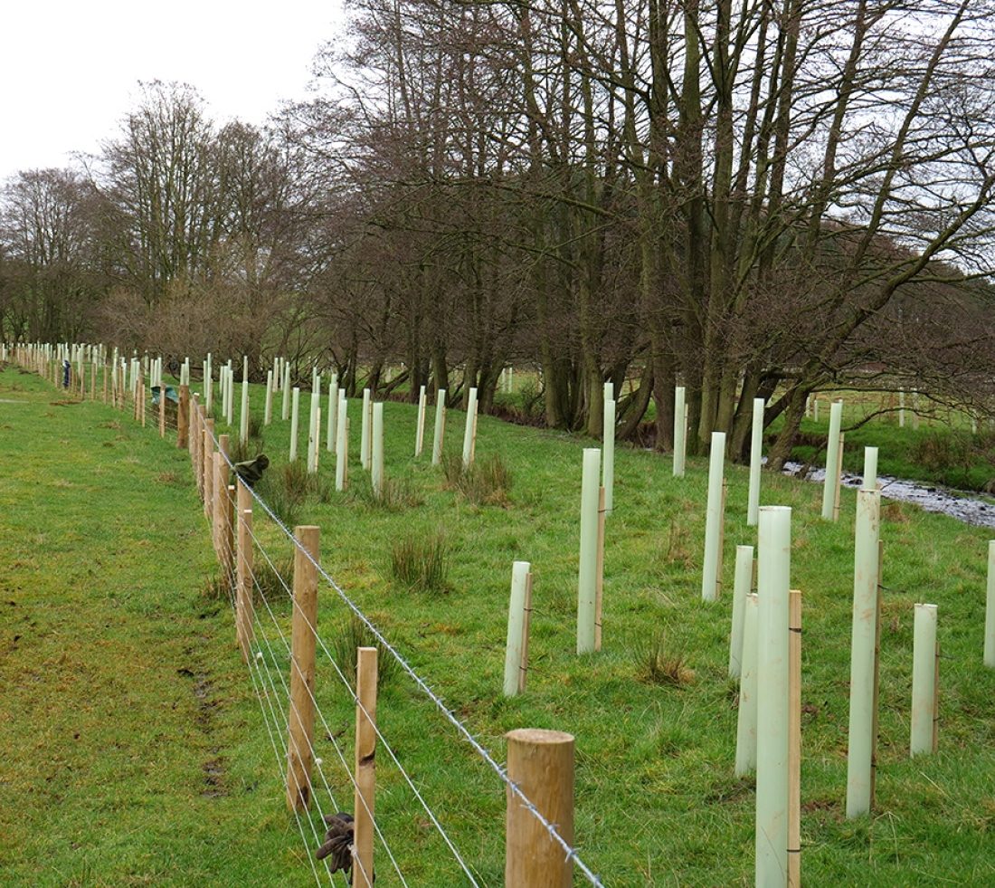 Wooden fencing and saplings with plastic tree guards running along the side of a watercourse.