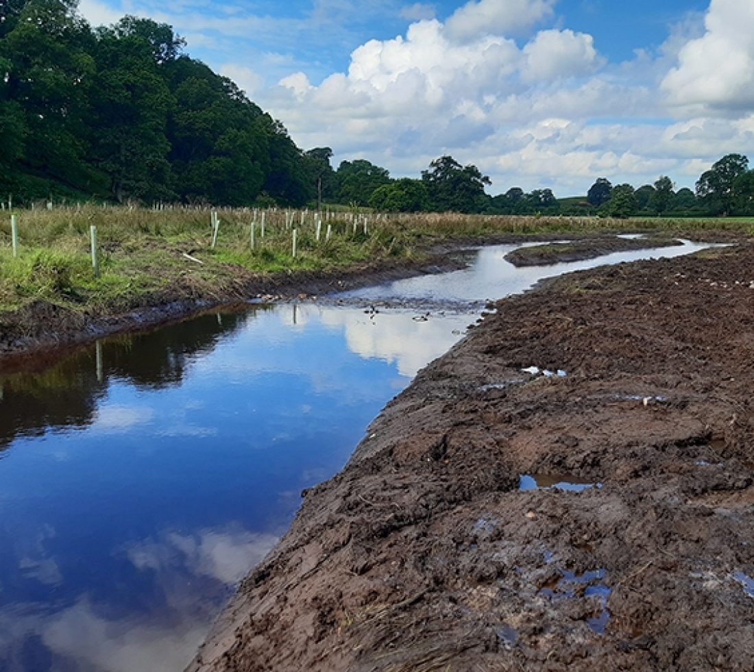 View of a newly excavated river channel with a stand of saplings and tree tubes on opposite bank.