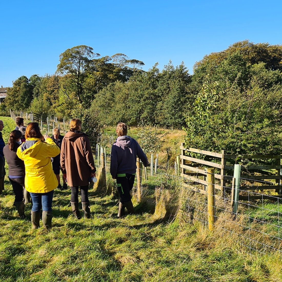 Large group of people looking at a mature tree in a wooden tree enclosure.