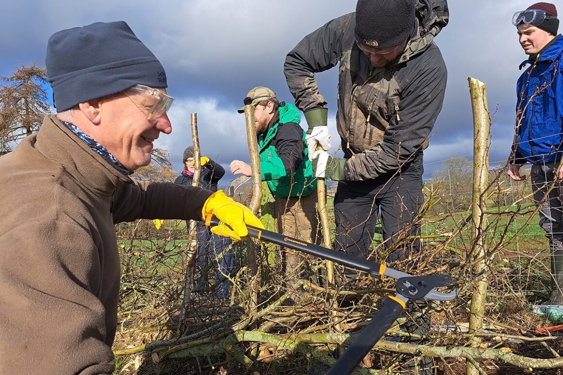 Hedge layer lopping branches and placing uprights to create a hedge structure.