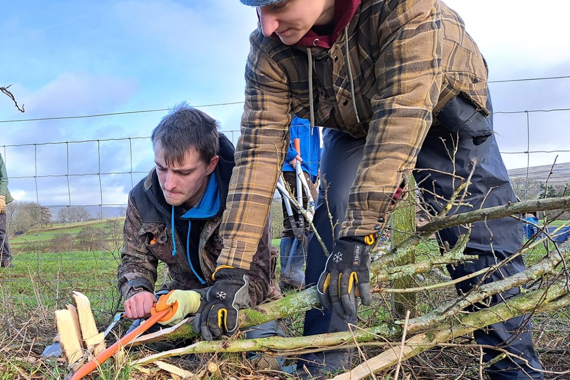Two hedge layers sawing through trunk of a hedge plant to 'lay' it into a hedge.