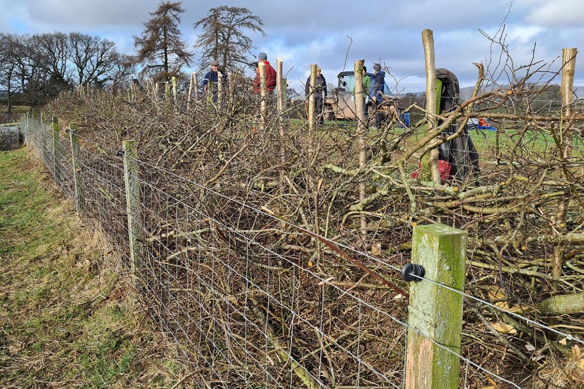 View along the length of a section of freshly laid hedge.