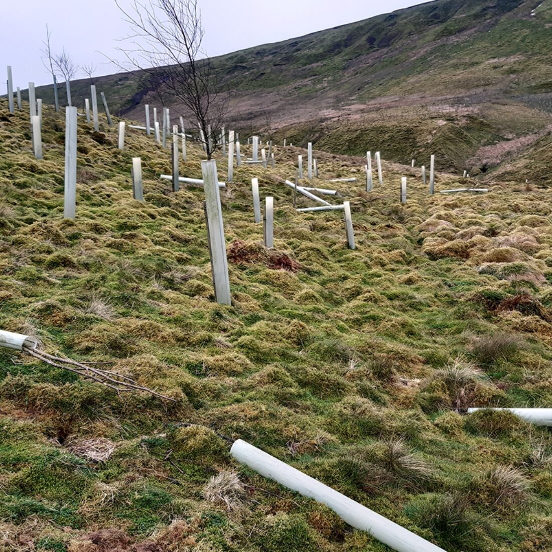 Looking across a section of fellside tree planting with many saplings and tubes in foreground flattened by high winds.