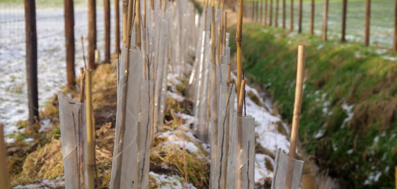 View along newly planted hedge, saplings with plastic tree guards and wooden fencing installed either side.