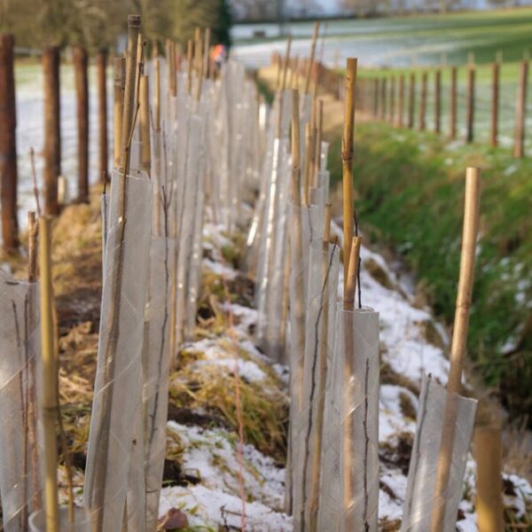 View along newly planted hedge, saplings with plastic tree guards and wooden fencing installed either side.