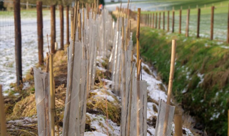 View along newly planted hedge, saplings with plastic tree guards and wooden fencing installed either side.