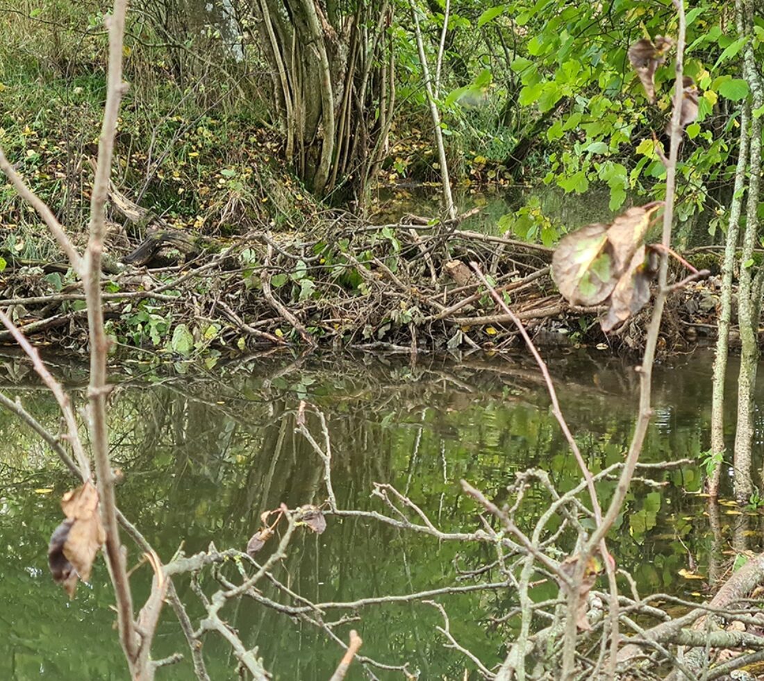 Looking across a small pond at woody debris dams installed to slow the flow and trap sediment.