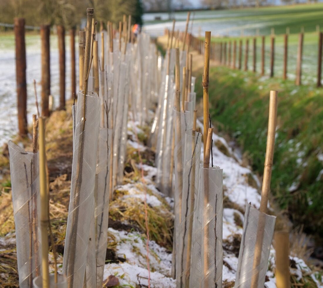 View of small saplings in clear plastic tree tubes with wooden and metal fencing bordering each side.