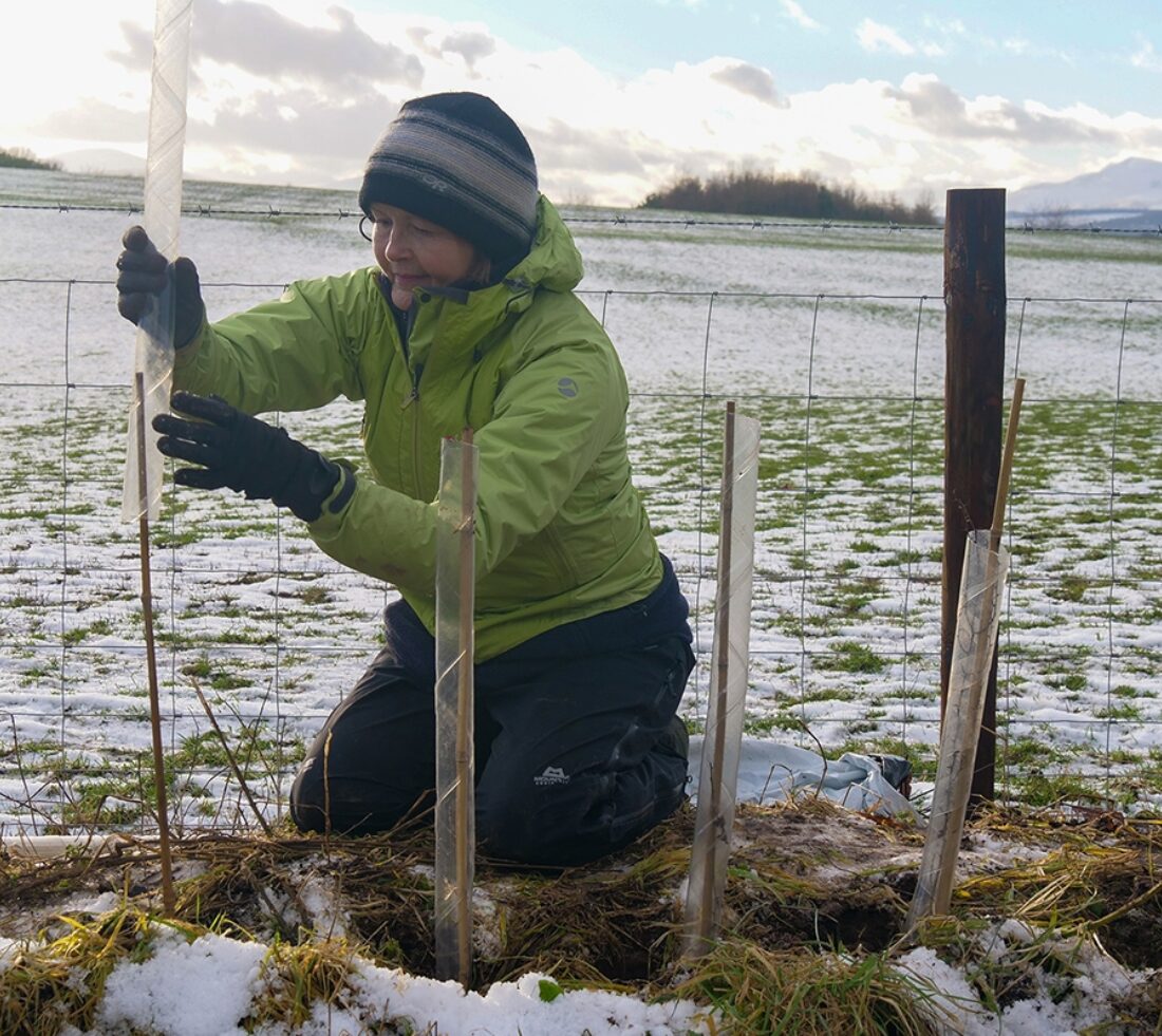 Volunteer adding tree tube to a newly planted sapling and bamboo stake forming part of a newly planted hedge line.