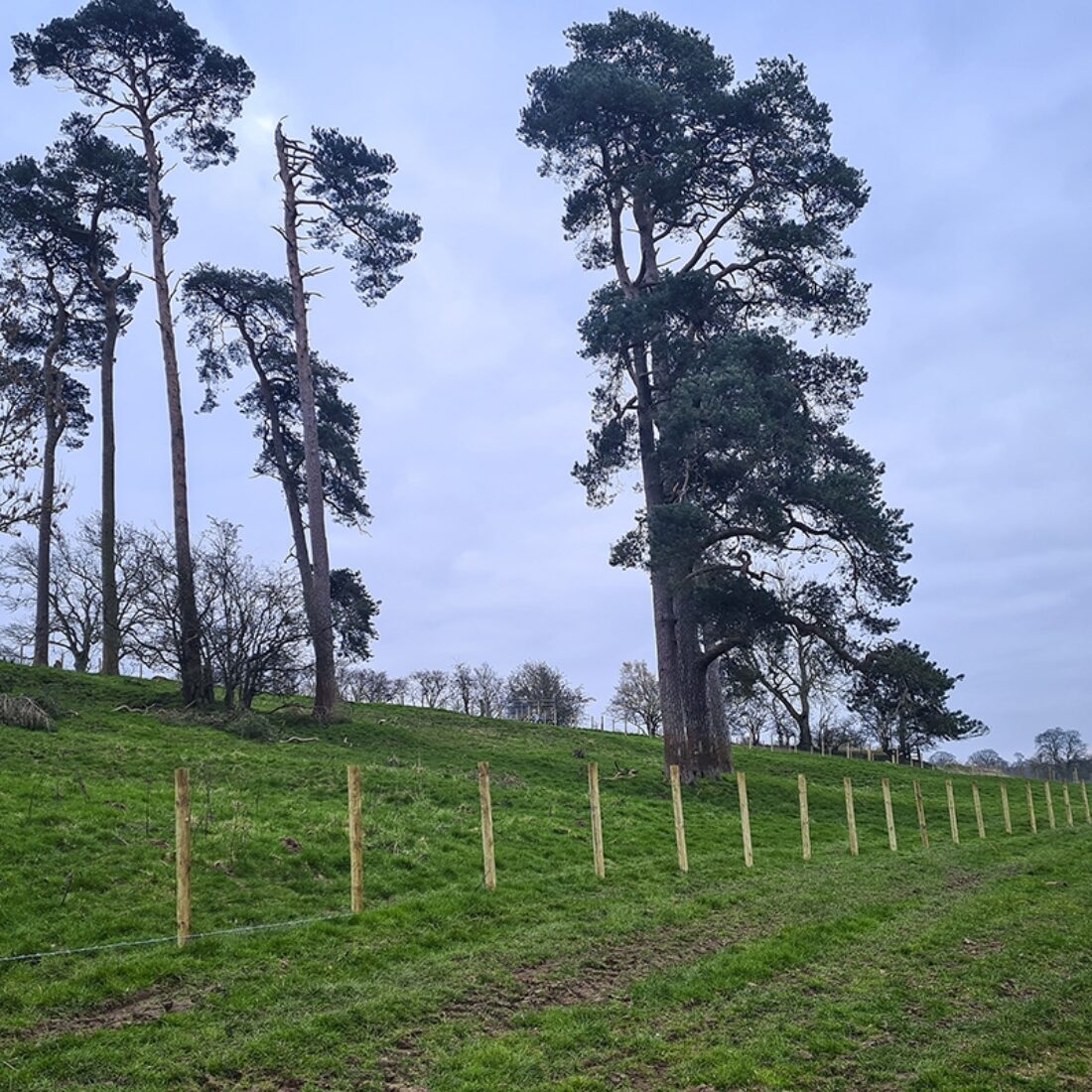 View across grass field to wooden fence with mature Scots Pine trees on brow of hill beyond.