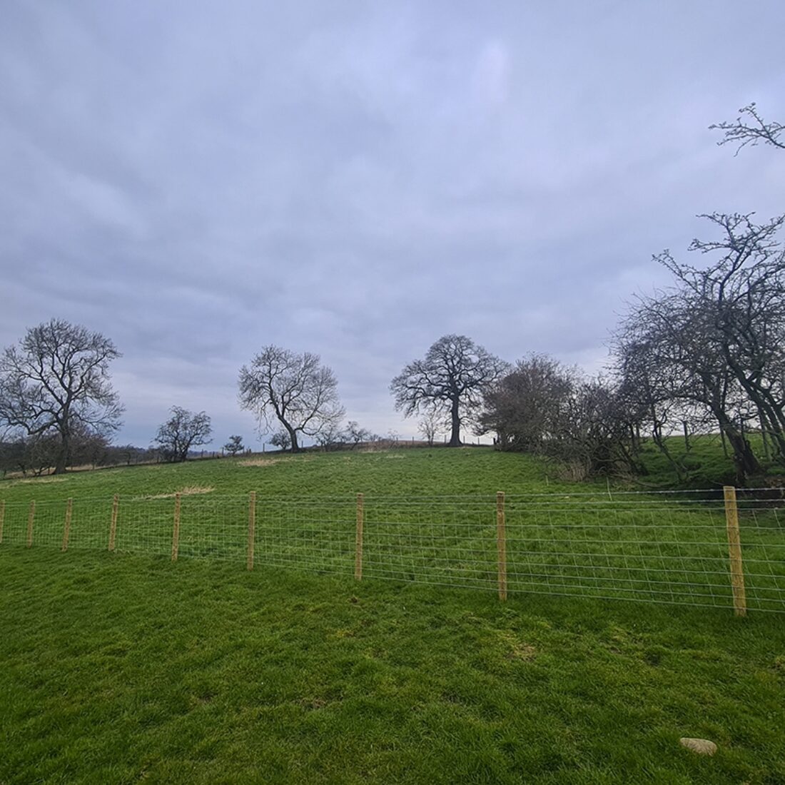 View across grass field to wooden fence with native mature trees and scrub beyond.