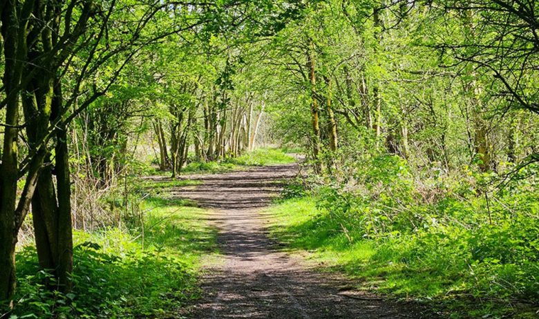 Sunny view down muddy track framed by green trees on either side.