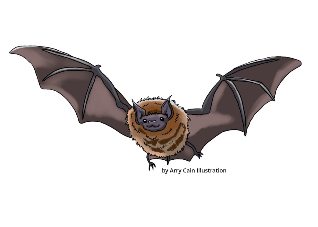 An illustration by Arry Cain of a brown bat in flight with its brown wings extended to their full length.