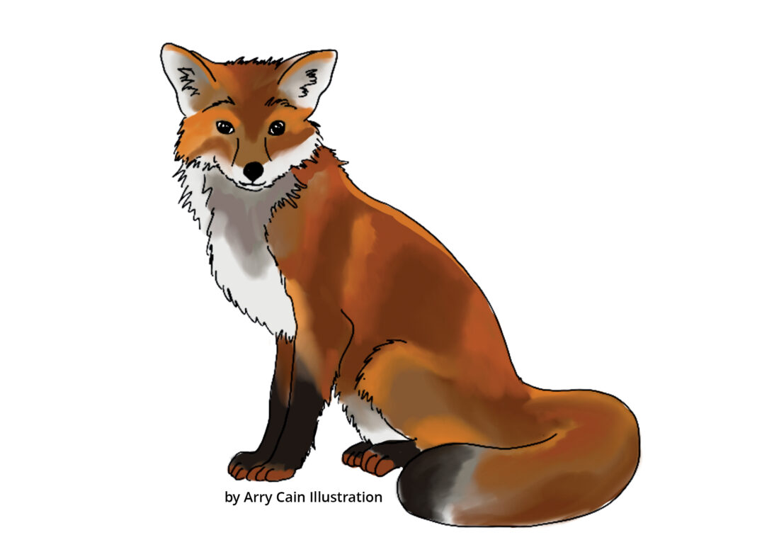 An illustration by Arry Cain showing a red fox sitting on its hind legs and looking forward. It has a white chest.