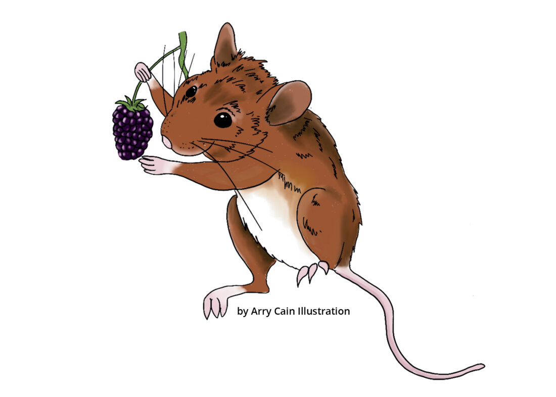 An illustration by Arry Cain showing a brown mouse with a white belly. It is holding a blackberry and looking at it.