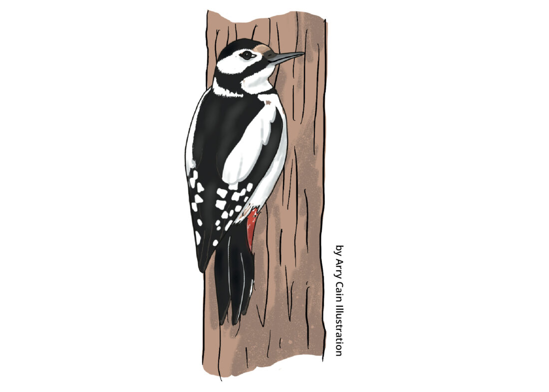Illustration by Arry Cain of a black-and-white woodpecker clinging to a tree trunk.