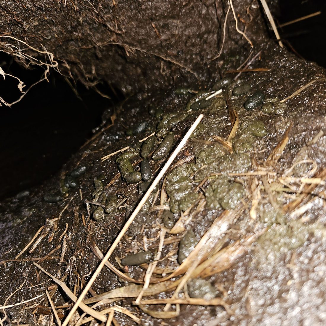 Water vole scat at borrow entrance.