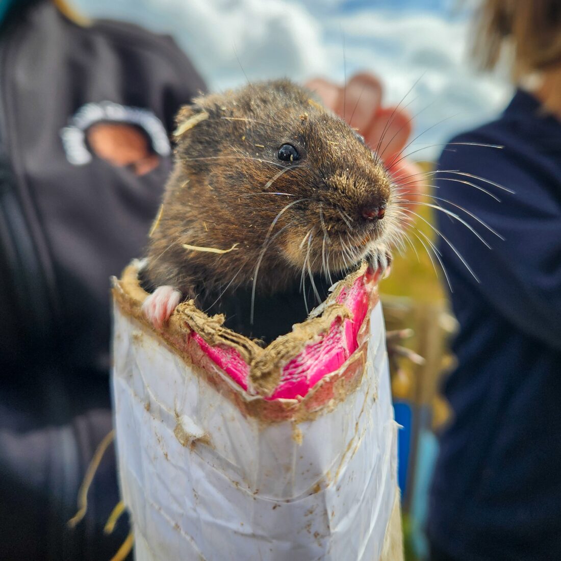 Brown water vole peeping out of a crisps tube