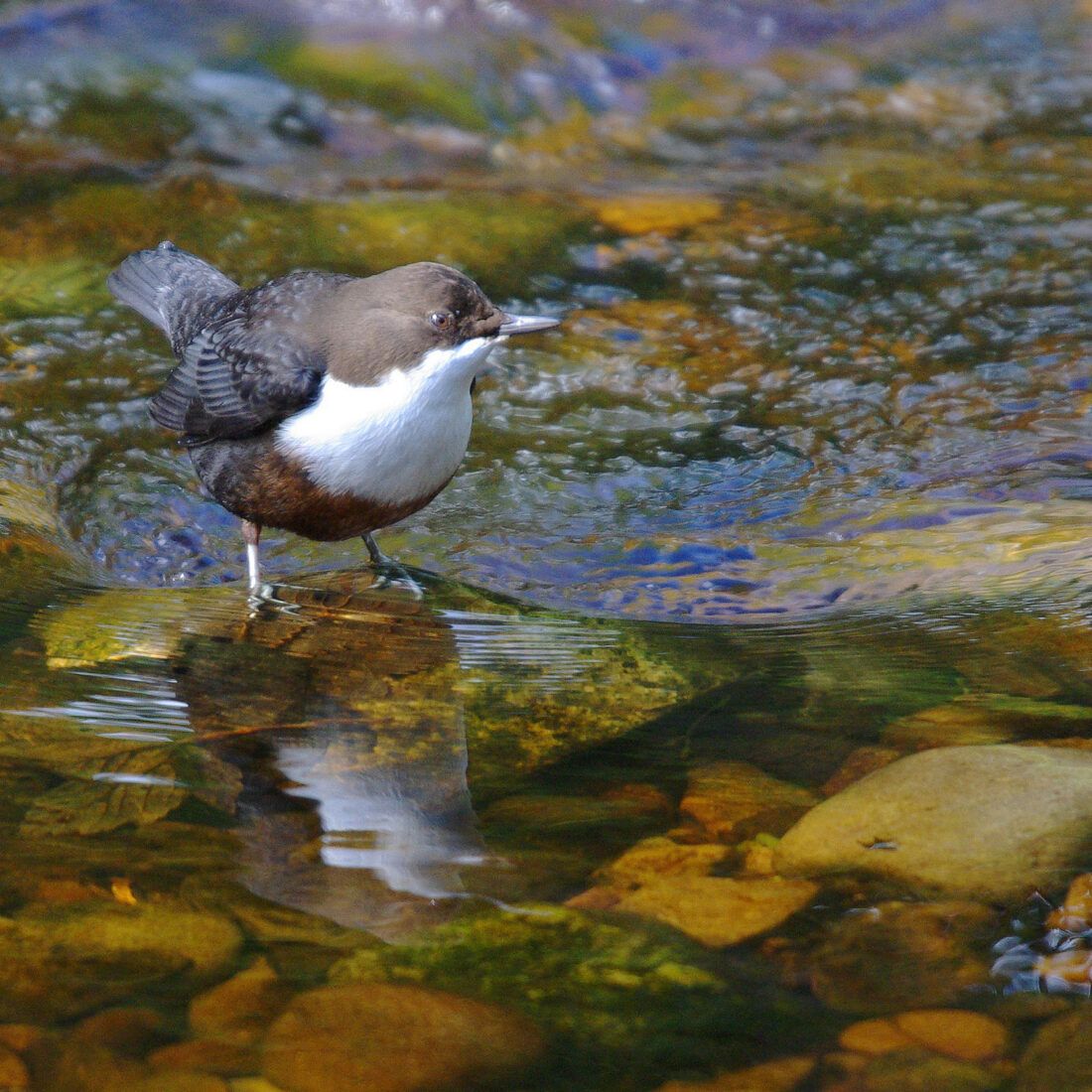 Grey and brown bird with a white chest on a stone in the river
