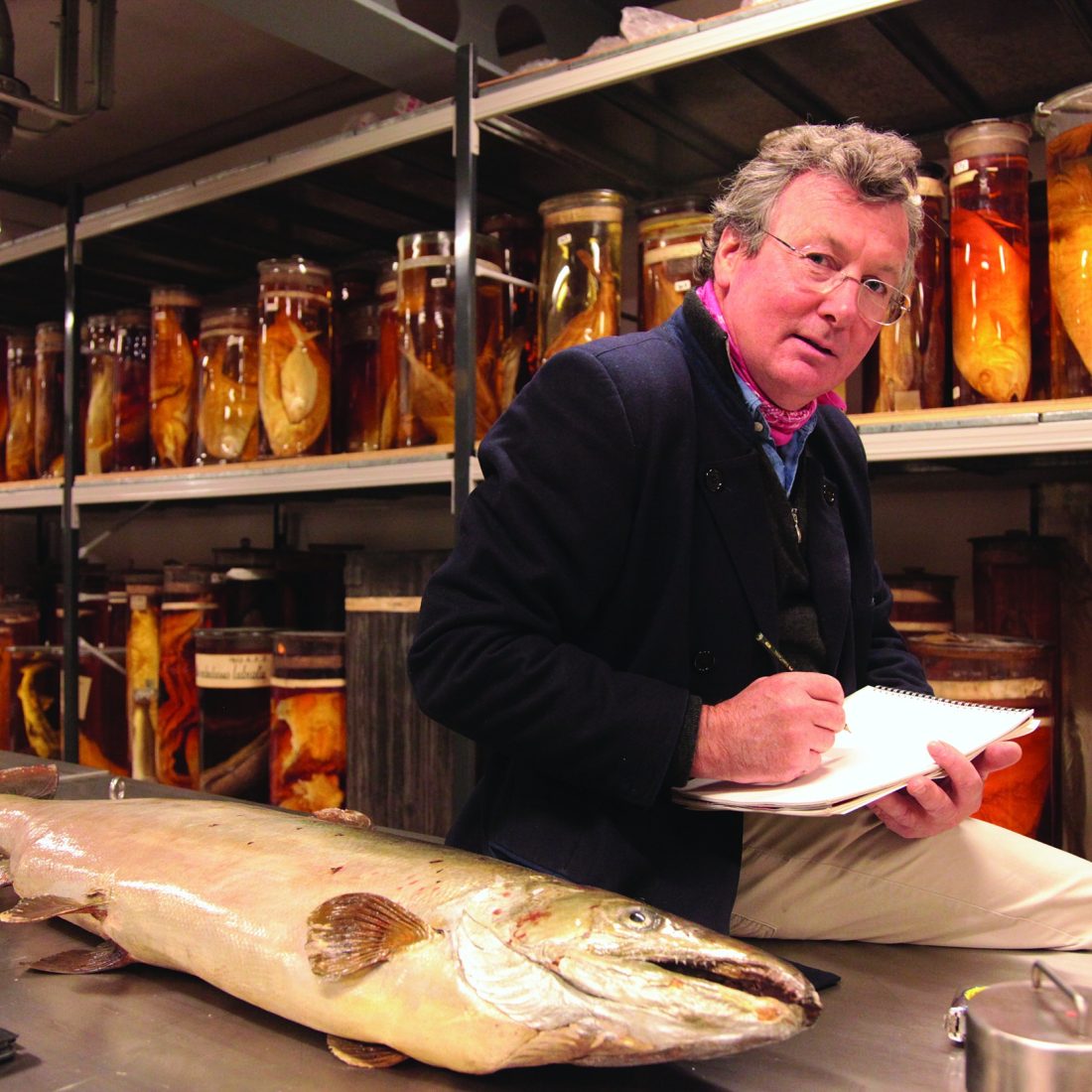 Large fish laid out on metal desk with further fish samples stored with liquid in glass jars spanning the back wall of the room.