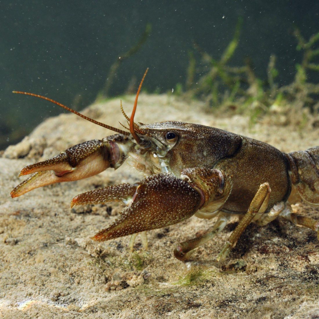 White-clawed crayfish on the riverbed