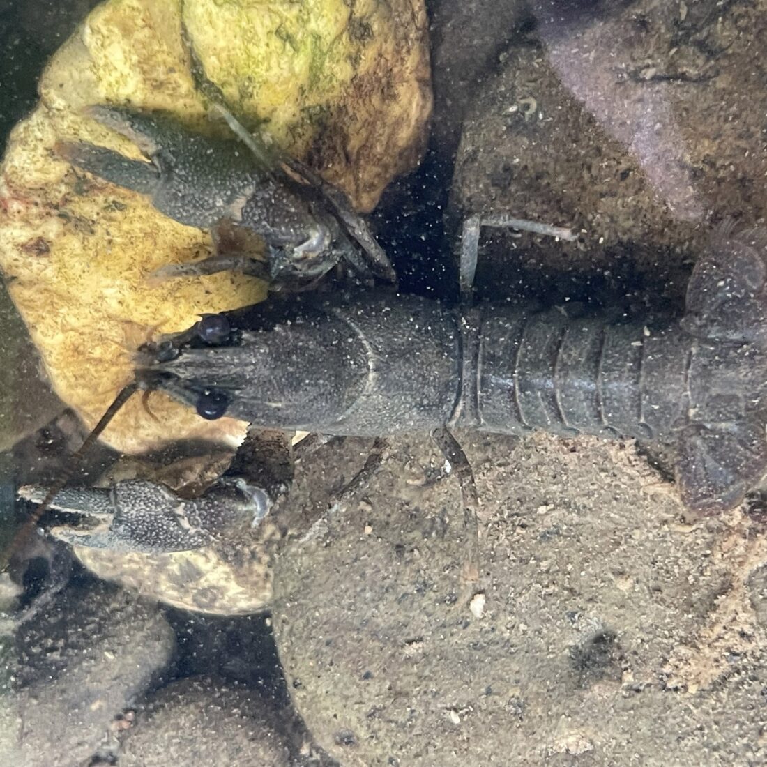 Invasive Signal crayfish on some stones in a river