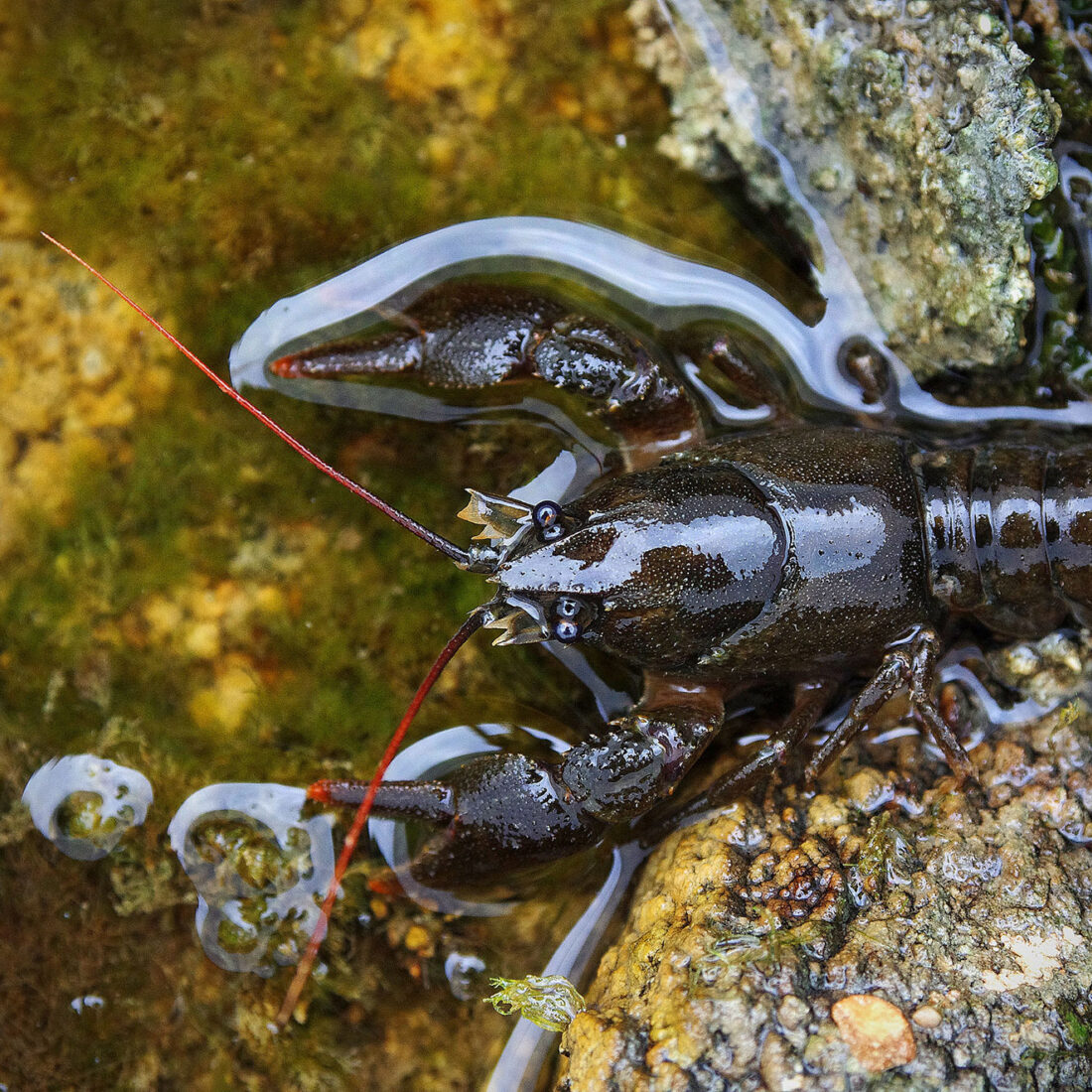 A white-clawed crayfish is resting on a rock. It has long, red antennae to feel for things in front of its claws.