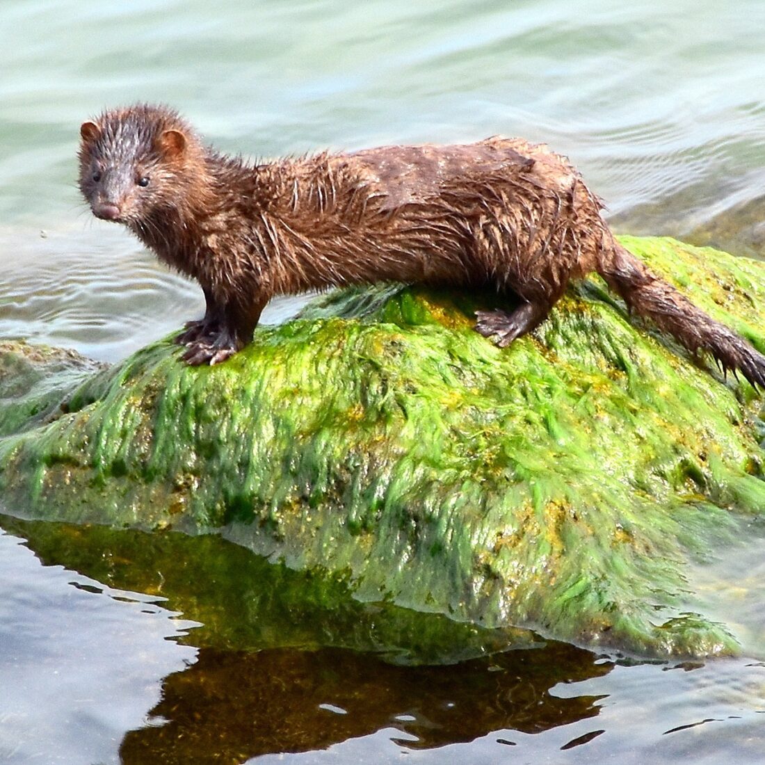American mink standing on weed covered rock in stream.