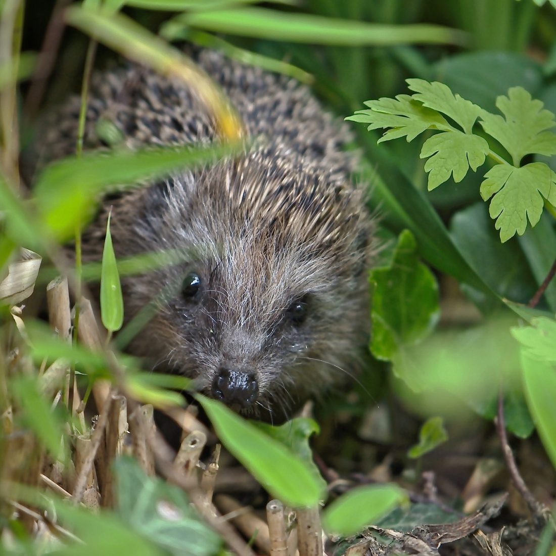 Hedgehog in long grass.