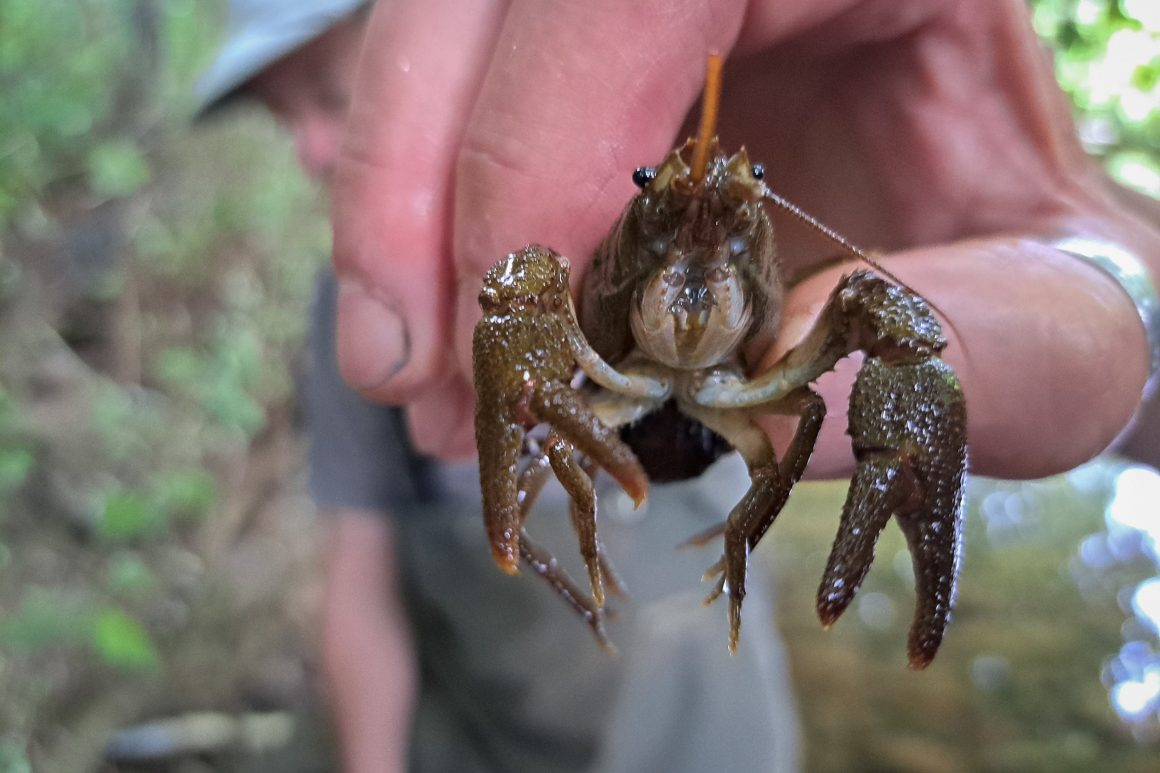 Close up of crayfish.