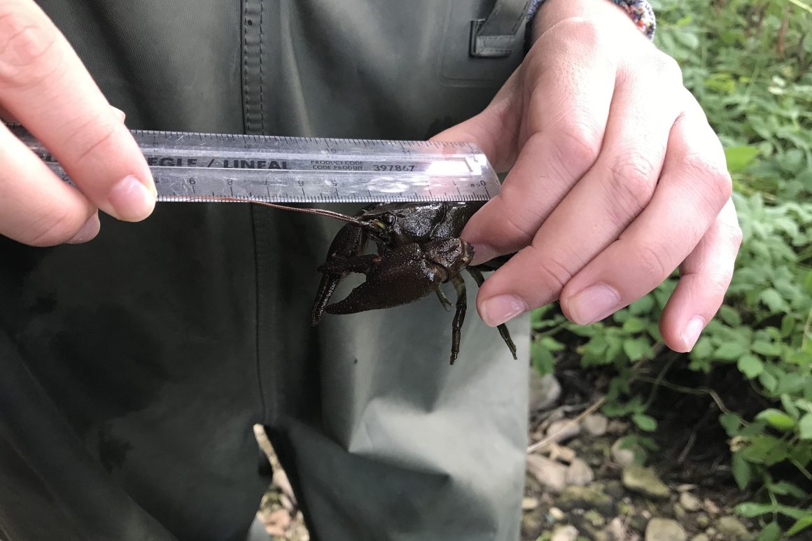 Volunteer measuring length of crayfish with ruler.