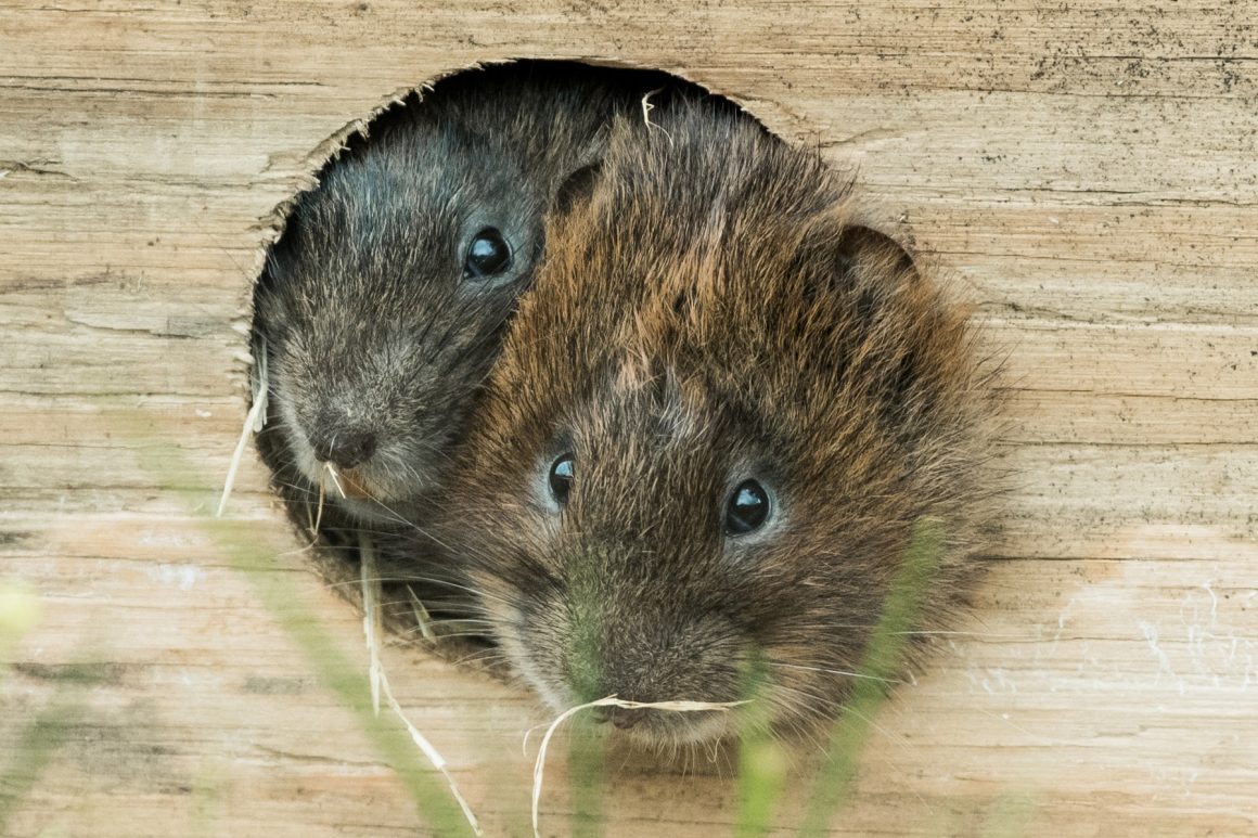 The heads of two water voles are vying for space, peeping out of a hole in their soft release box, ready to go out into the wild