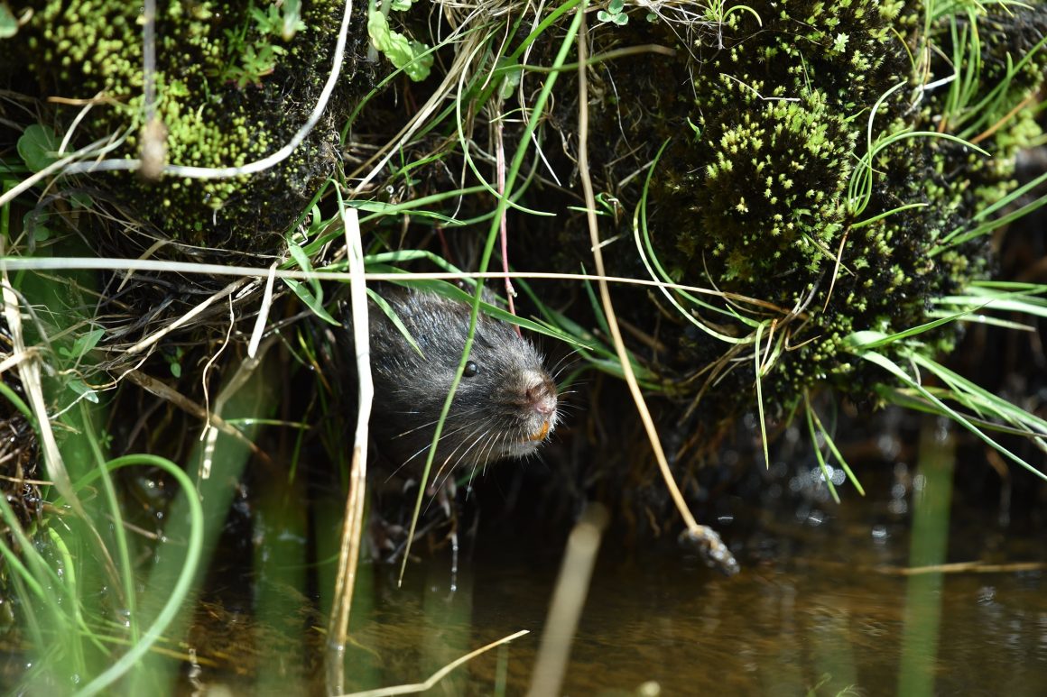 Water vole half obscured by the riverbank