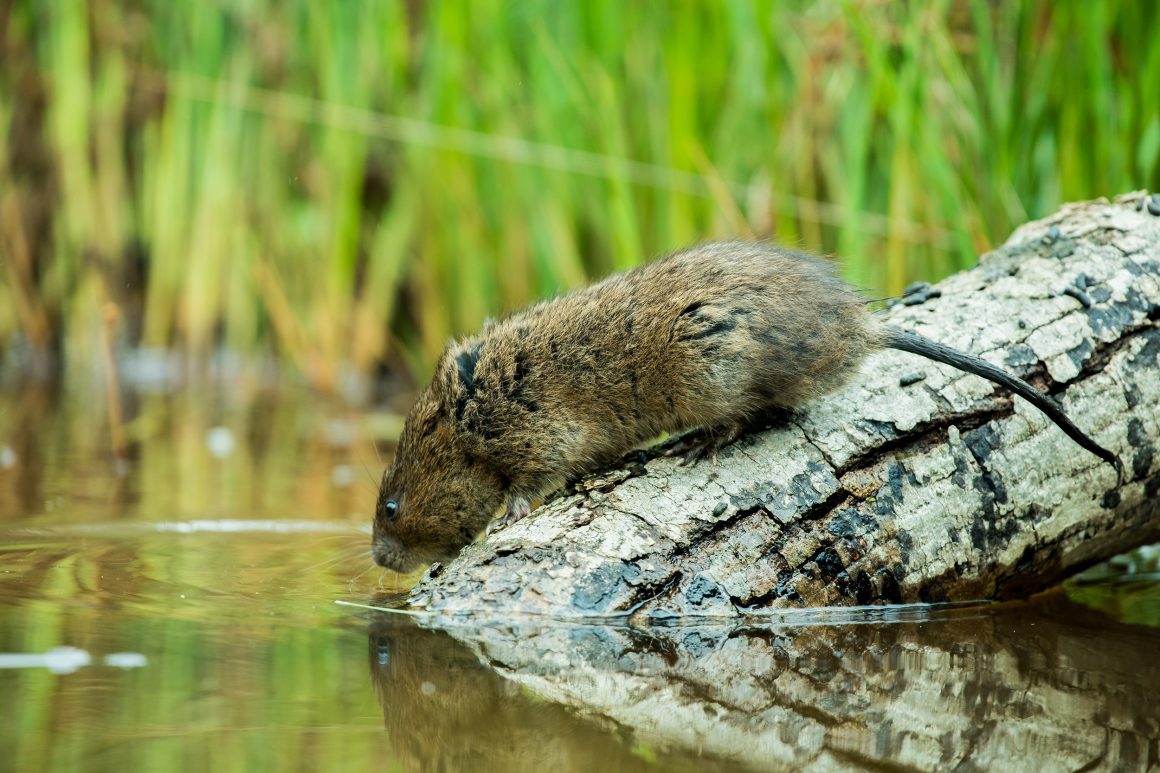 Brown water vole on a partly submerged tree branch. It is looking into the water. The water is still and the water vole's reflection can be seen