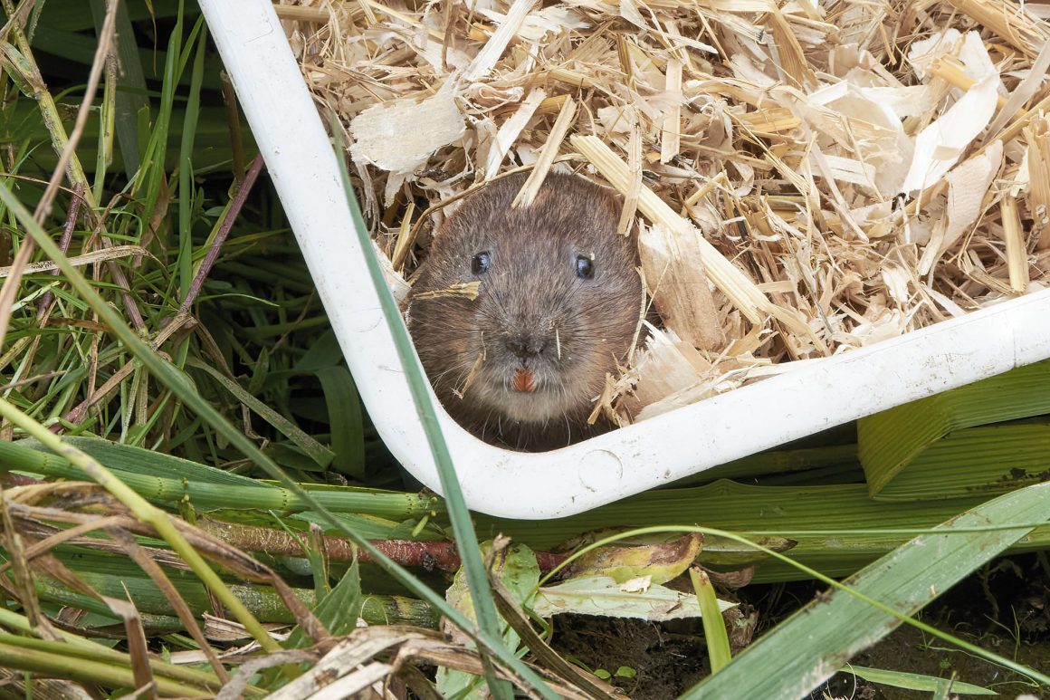 Water vole peeping out of a white plastic tray filled with straw